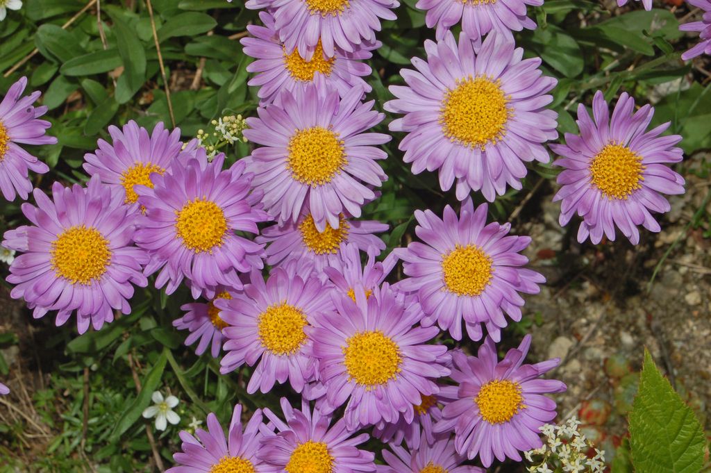 Una asteracea sulle Alpi - Aster alpinus